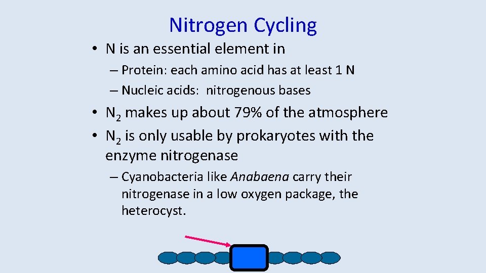 Nitrogen Cycling • N is an essential element in – Protein: each amino acid