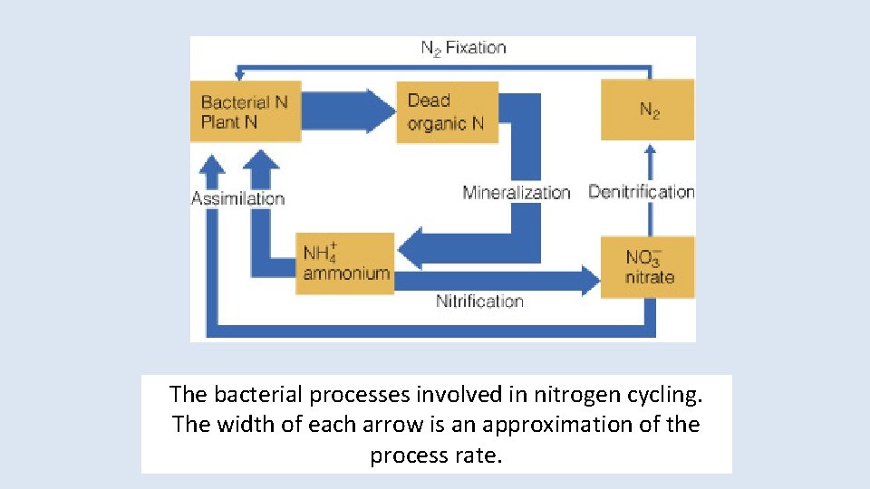 The bacterial processes involved in nitrogen cycling. The width of each arrow is an