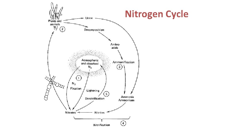 Nitrogen Cycle 