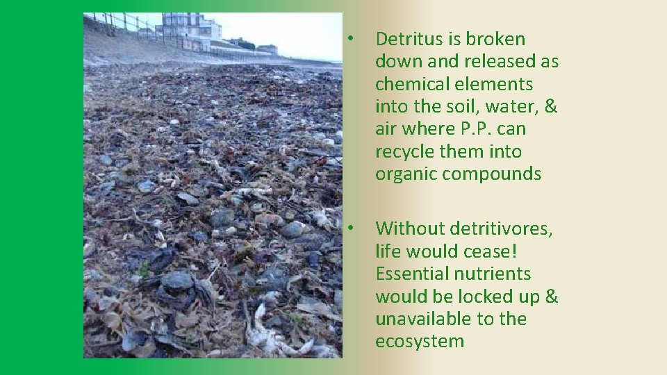  • Detritus is broken down and released as chemical elements into the soil,