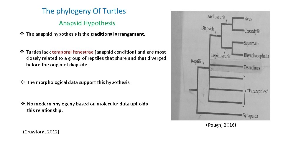 The phylogeny Of Turtles Anapsid Hypothesis v The anapsid hypothesis is the traditional arrangement.