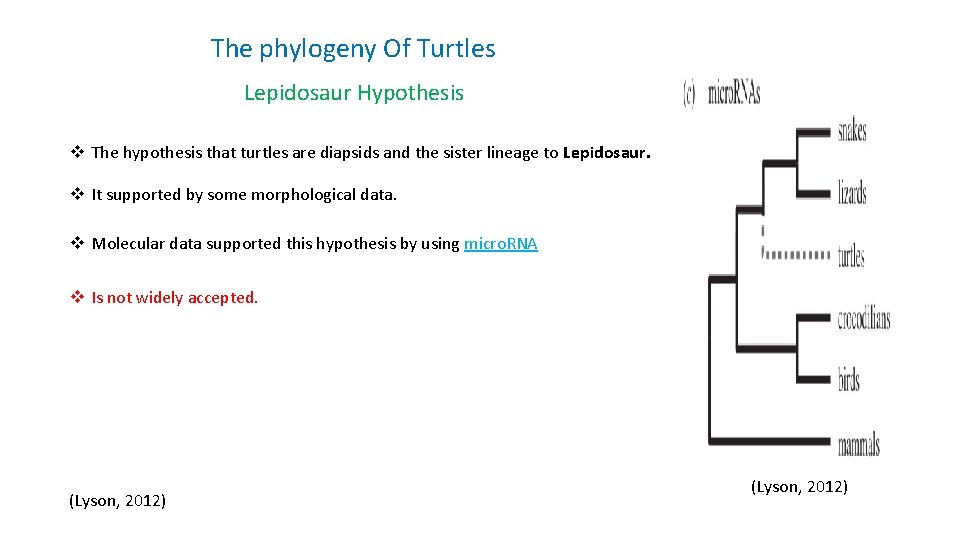 The phylogeny Of Turtles Lepidosaur Hypothesis v The hypothesis that turtles are diapsids and