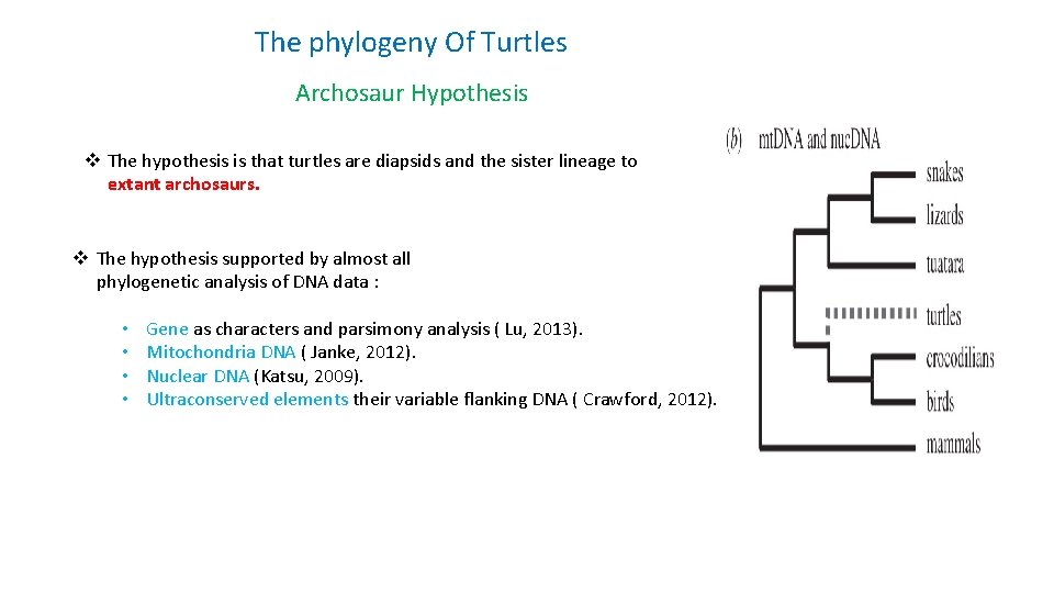 The phylogeny Of Turtles Archosaur Hypothesis v The hypothesis is that turtles are diapsids