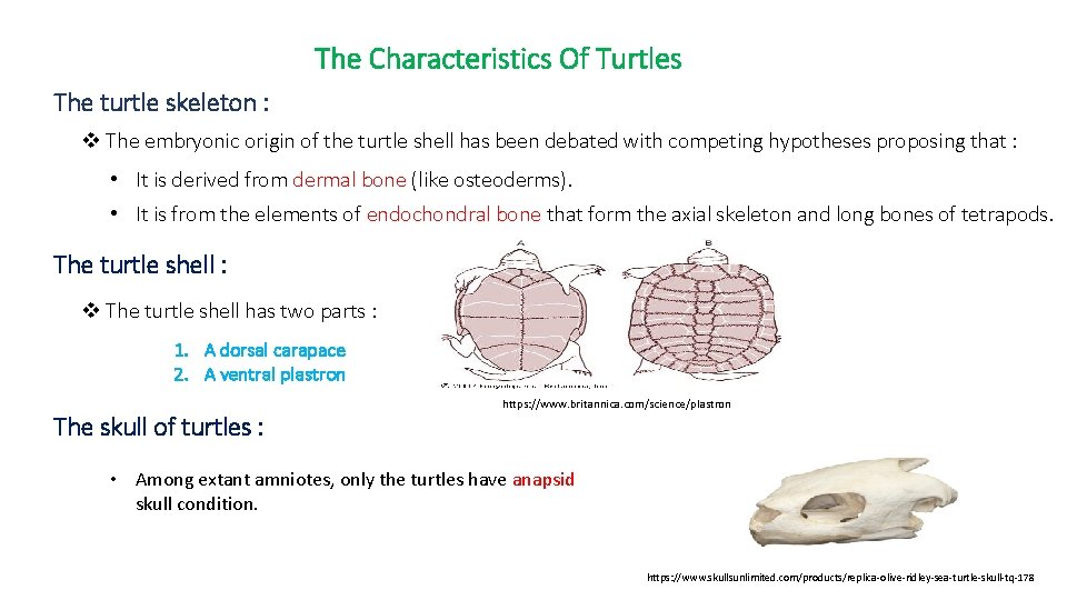 The Characteristics Of Turtles The turtle skeleton : v The embryonic origin of the