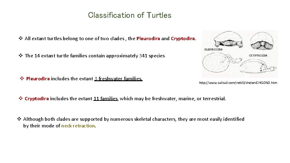 Classification of Turtles v All extant turtles belong to one of two clades ,