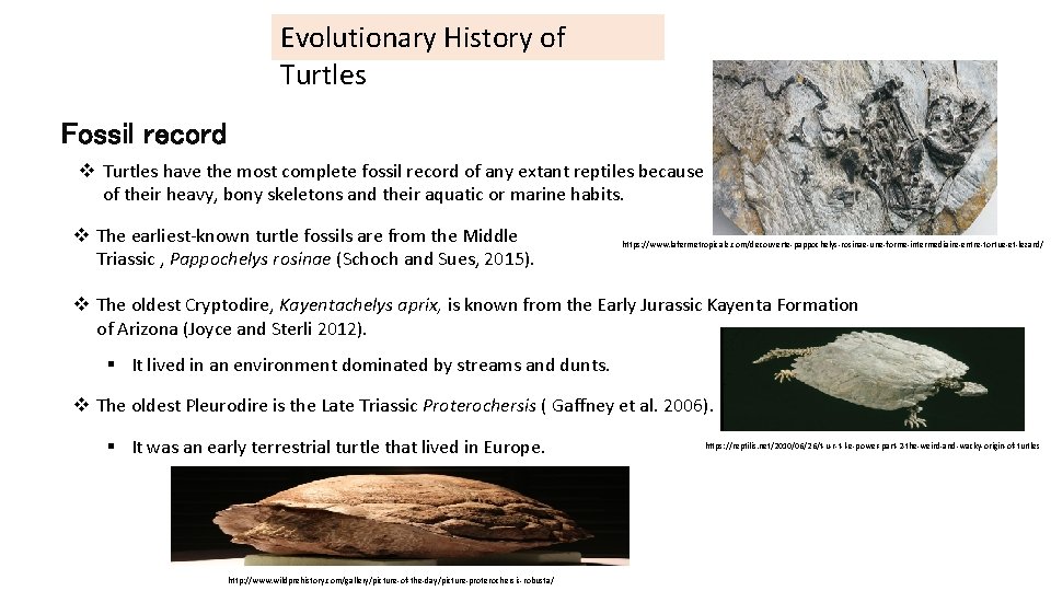 Evolutionary History of Turtles Fossil record v Turtles have the most complete fossil record