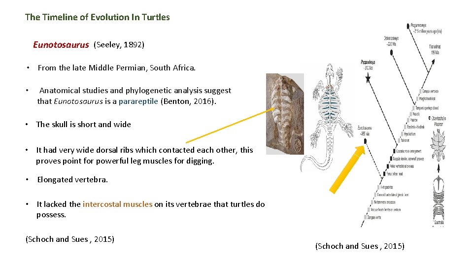 The Timeline of Evolution In Turtles Eunotosaurus (Seeley, 1892) • From the late Middle