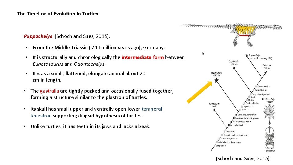 The Timeline of Evolution In Turtles Pappochelys (Schoch and Sues, 2015). • From the