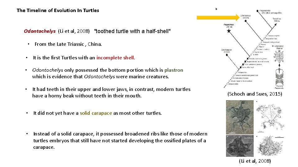 The Timeline of Evolution In Turtles Odontochelys (Li et al, 2008) "toothed turtle with