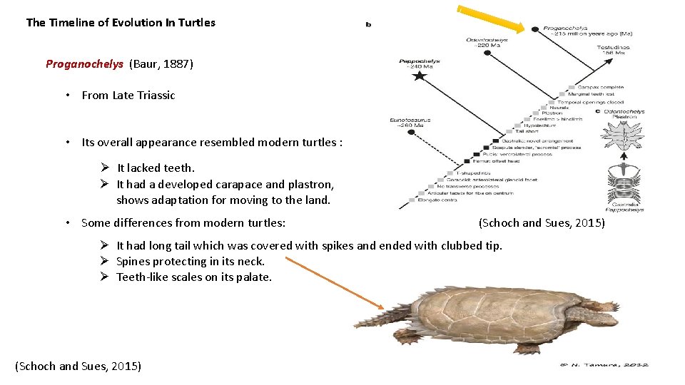 The Timeline of Evolution In Turtles Proganochelys (Baur, 1887) • From Late Triassic •