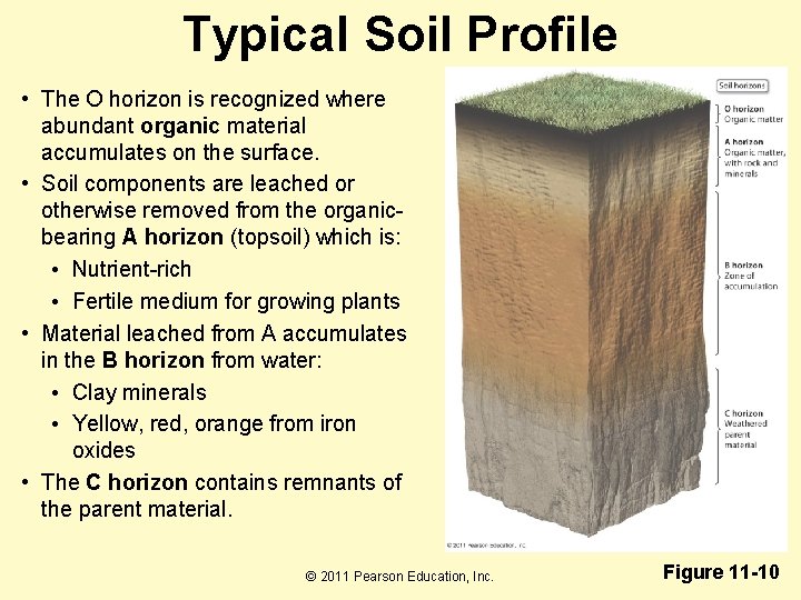 Typical Soil Profile • The O horizon is recognized where abundant organic material accumulates