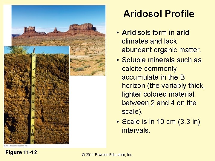 Aridosol Profile • Aridisols form in arid climates and lack abundant organic matter. •