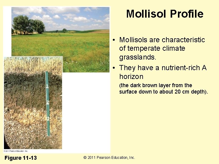 Mollisol Profile • Mollisols are characteristic of temperate climate grasslands. • They have a