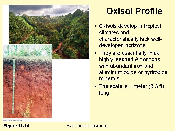 Oxisol Profile • Oxisols develop in tropical climates and characteristically lack welldeveloped horizons. •