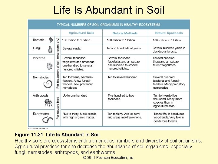 Life Is Abundant in Soil Figure 11 -21 Life Is Abundant in Soil Healthy