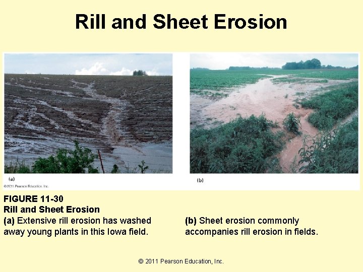 Rill and Sheet Erosion FIGURE 11 -30 Rill and Sheet Erosion (a) Extensive rill