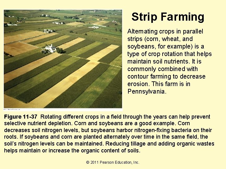 Strip Farming Alternating crops in parallel strips (corn, wheat, and soybeans, for example) is