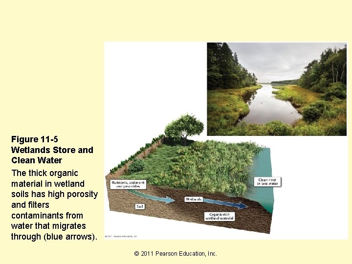 Figure 11 -5 Wetlands Store and Clean Water The thick organic material in wetland