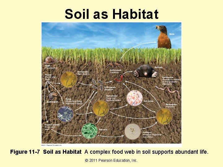 Soil as Habitat Figure 11 -7 Soil as Habitat A complex food web in