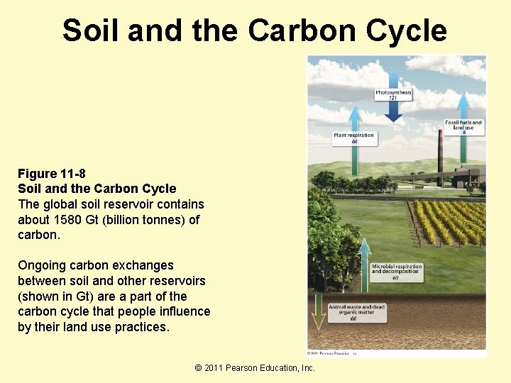 Soil and the Carbon Cycle Figure 11 -8 Soil and the Carbon Cycle The