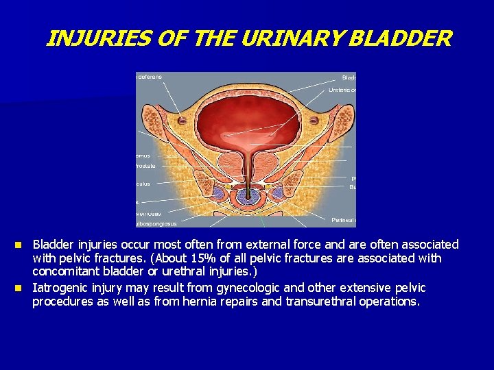 INJURIES OF THE URINARY BLADDER Bladder injuries occur most often from external force and