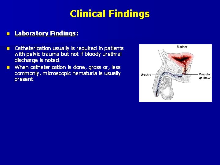 Clinical Findings n Laboratory Findings: Catheterization usually is required in patients with pelvic trauma