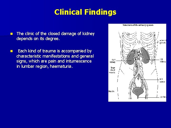 Clinical Findings n The clinic of the closed damage of kidney depends on its