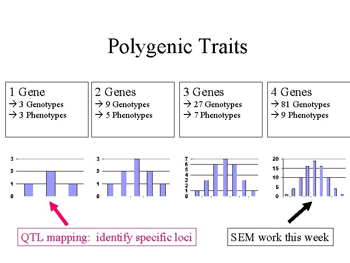 Polygenic Traits 1 Gene 2 Genes 3 Genes 4 Genes 3 Genotypes 3 Phenotypes