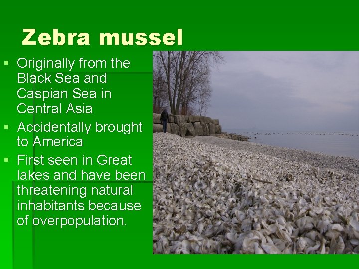 Zebra mussel § Originally from the Black Sea and Caspian Sea in Central Asia
