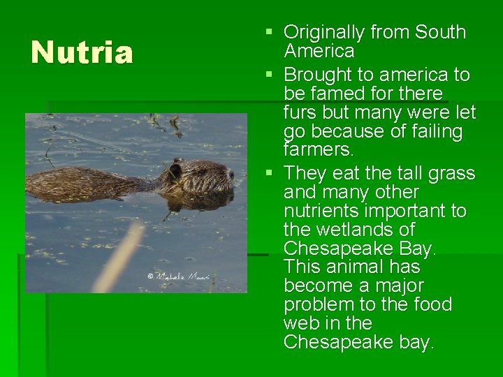 Nutria § Originally from South America § Brought to america to be famed for