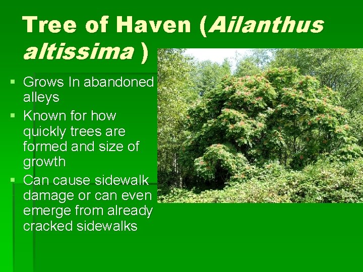 Tree of Haven (Ailanthus altissima ) § Grows In abandoned alleys § Known for