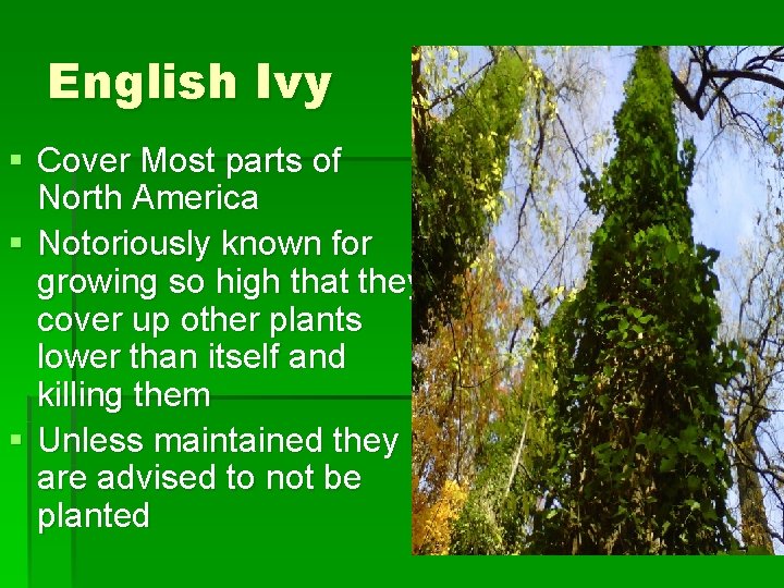 English Ivy § Cover Most parts of North America § Notoriously known for growing