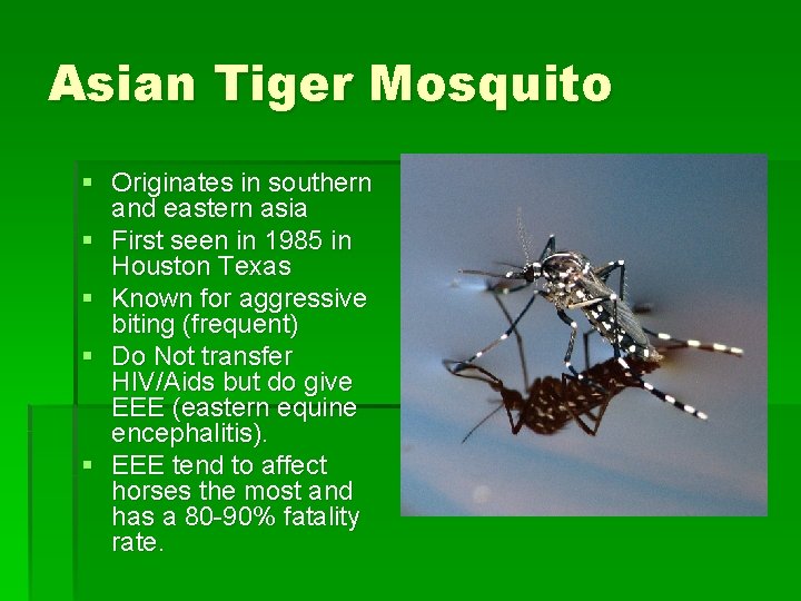 Asian Tiger Mosquito § Originates in southern and eastern asia § First seen in