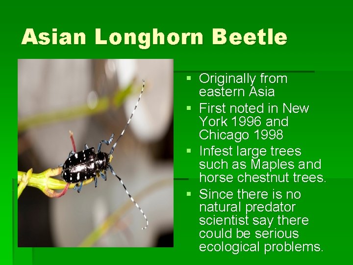 Asian Longhorn Beetle § Originally from eastern Asia § First noted in New York