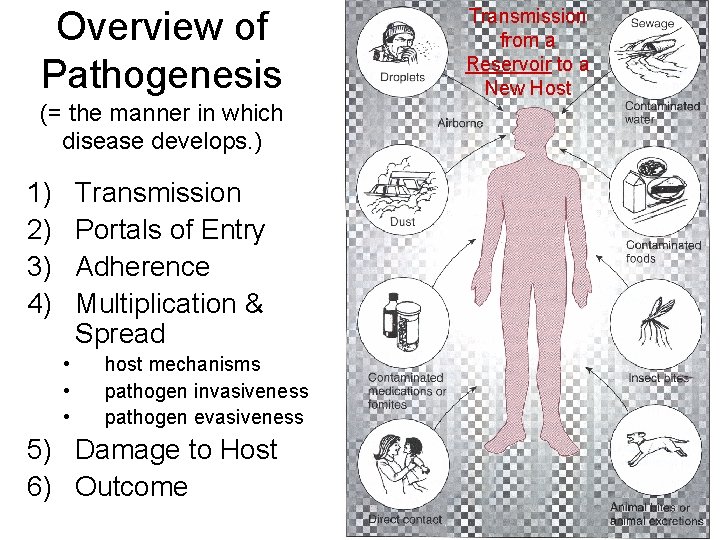 Overview of Pathogenesis (= the manner in which disease develops. ) 1) 2) 3)