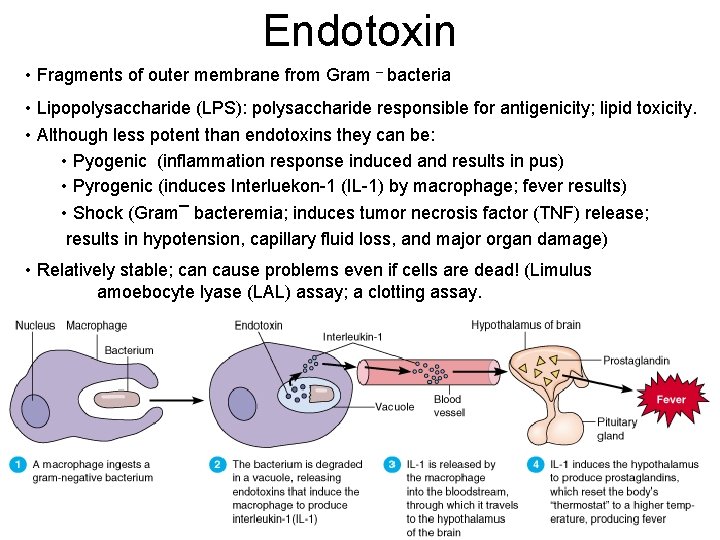 Endotoxin • Fragments of outer membrane from Gram – bacteria • Lipopolysaccharide (LPS): polysaccharide