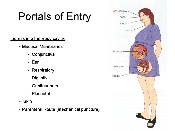 Portals of Entry Ingress into the Body cavity: • Mucosal Membranes - Conjunctiva -