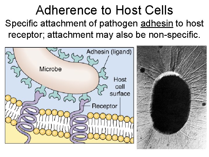 Adherence to Host Cells Specific attachment of pathogen adhesin to host receptor; attachment may