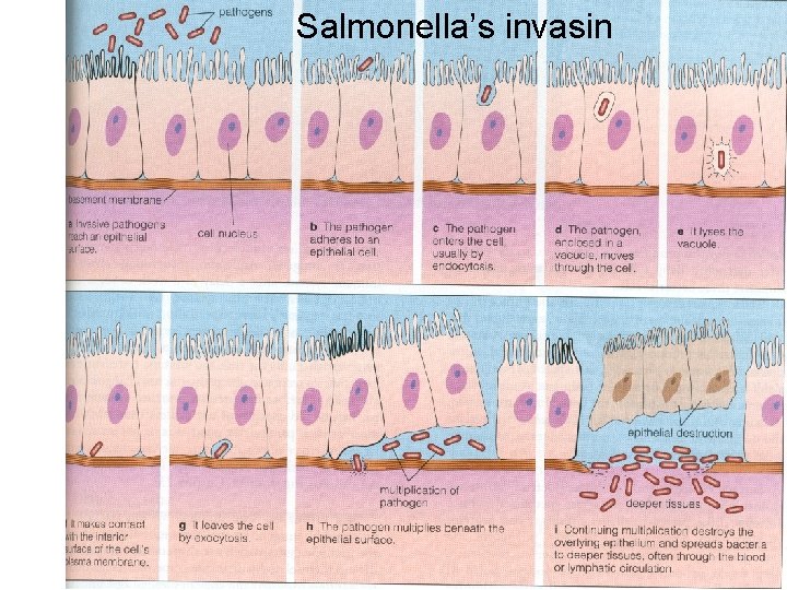 Salmonella’s invasin 