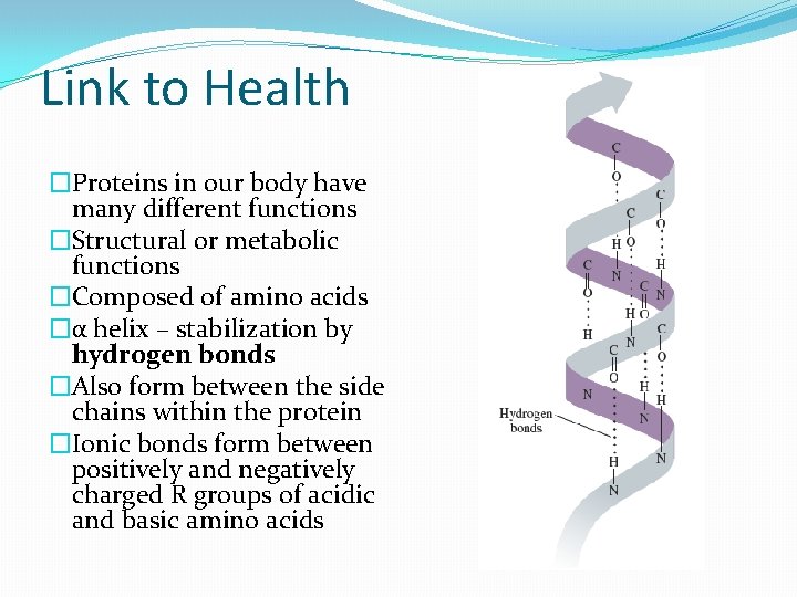Link to Health �Proteins in our body have many different functions �Structural or metabolic