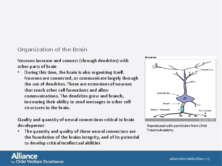 Organization of the Brain Neurons increase and connect (through dendrites) with other parts of