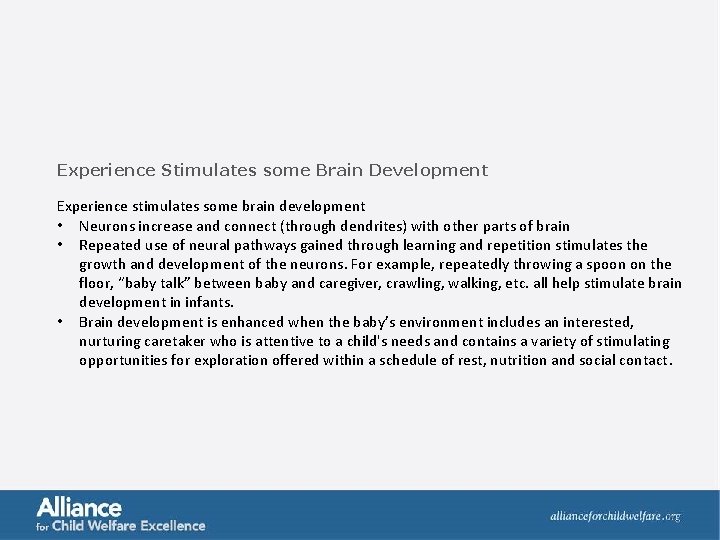 Experience Stimulates some Brain Development Experience stimulates some brain development • Neurons increase and