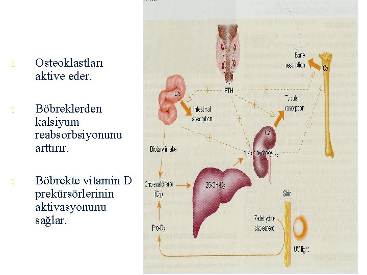 1. Osteoklastları aktive eder. 1. Böbreklerden kalsiyum reabsorbsiyonunu arttırır. 1. Böbrekte vitamin D prekürsörlerinin
