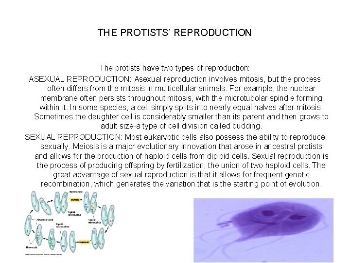 THE PROTISTS’ REPRODUCTION The protists have two types of reproduction: ASEXUAL REPRODUCTION: Asexual reproduction