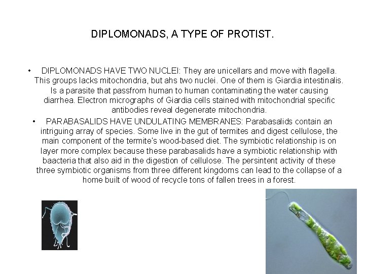 DIPLOMONADS, A TYPE OF PROTIST. • DIPLOMONADS HAVE TWO NUCLEI: They are unicellars and