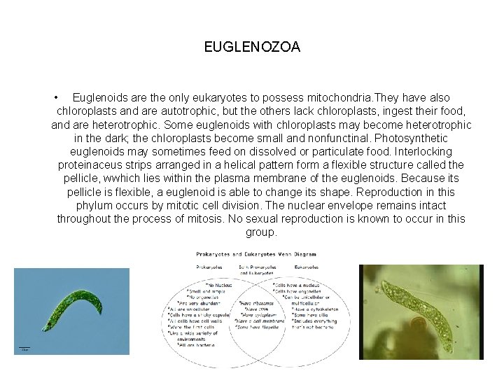 EUGLENOZOA • Euglenoids are the only eukaryotes to possess mitochondria. They have also chloroplasts