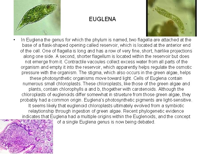 EUGLENA • In Euglena the genus for which the phylum is named, two flagella