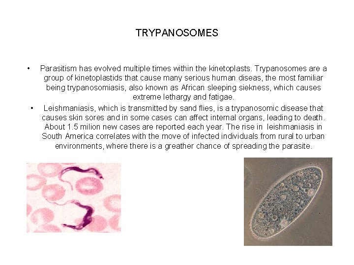 TRYPANOSOMES • Parasitism has evolved multiple times within the kinetoplasts. Trypanosomes are a group