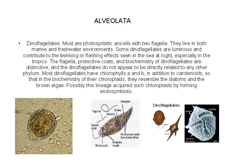 ALVEOLATA • Dinoflagellates: Most are photosyntetic anicells with two flagella. They live in both