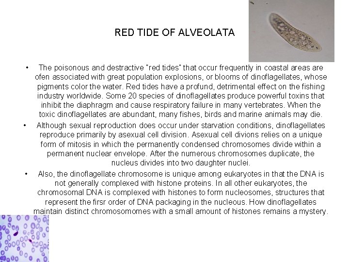 RED TIDE OF ALVEOLATA • The poisonous and destractive “red tides” that occur frequently